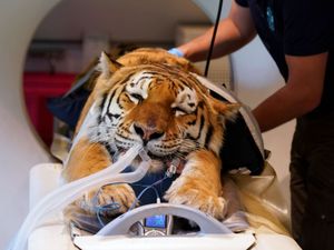 Supporting image for story: Three big cats have specialist CT scans to solve medical mystery