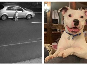 Supporting image for story: Dumped Staffie Snoop whose plight went viral gets new home