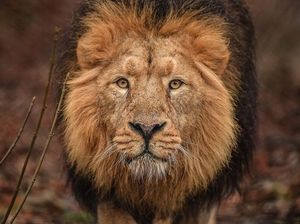 Supporting image for story: Chester Zoo reveals details of new zone to host world's rarest lions