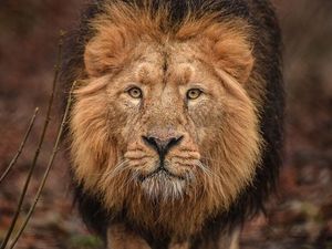 Supporting image for story: Chester Zoo reveals details of new zone to host world's rarest lions