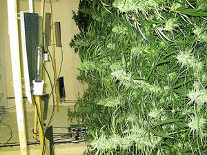 Supporting image for story: Raid on Wordsley unit uncovers cannabis plants with street value of £100k