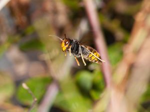 The Asian hornet or yellow-legged hornet, a voracious invasive, is native to South East Asia