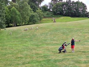 The sheep on the fairway at Bridgnorth Golf Course (Pictures Mike Purnell and Peter Shrimpton)