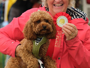 Supporting image for story: 20 spectacular pictures from Kington Show, described as one of the best ever by show bosses