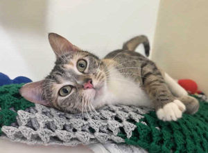 Bagle has been looking for a home for 41 days. Picture: RSPCA Gonsal Farm