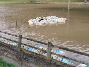 Supporting image for story: Sheep saved from rising floods in Welshpool