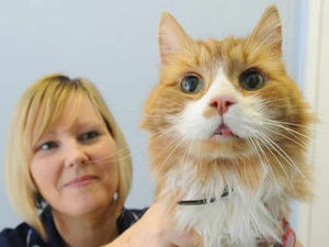 Supporting image for story: Runaway cat is now sweet 16