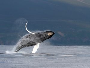 Supporting image for story: Human impact on ocean increasing pressure on dolphins and whales, says charity