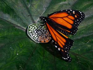 Supporting image for story: Monarch butterflies reared in captivity weaker than wild migrants – study