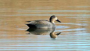 A Gadwall duck on Venus Pool, Cound, by Kain Prestwood