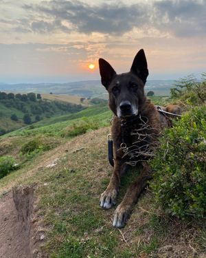 PD Rhino is due to retire on Thursday. Photo: West Mercia Police