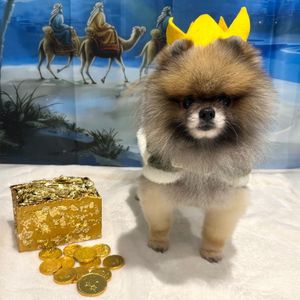 Rocco as a Wise Man/Dog from Lyme Regis. 