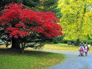 Supporting image for story: Colours of autumn in the West Midlands