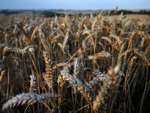 Supporting image for story: Ancient tools ‘reveal clues about gendered roles in European farming societies’