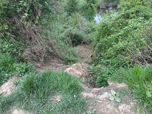 Rosie was rescued from this embankment. Picture: Shropshire Fire and Rescue Service