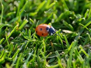 Supporting image for story: Ladybirds being seen in ‘very high numbers’ because of warm weather, expert says