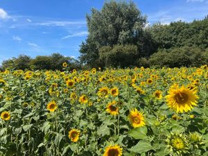 Supporting image for story: Blooming lovely! Sunflowers ready for visitors to pick their own
