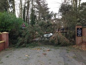The fallen tree in Wolverhampton