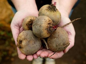Supporting image for story: Scientists to study if beetroot can help people with type 2 diabetes burn fat