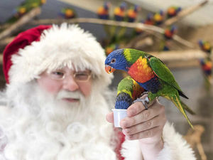 Supporting image for story: IN PICTURES: Christmas come to West Midland Safari Park