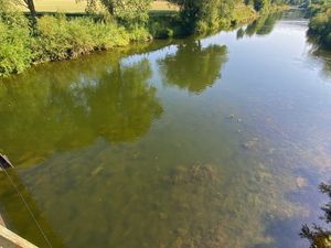 Supporting image for story: Fish saved from overheating by conservation group action