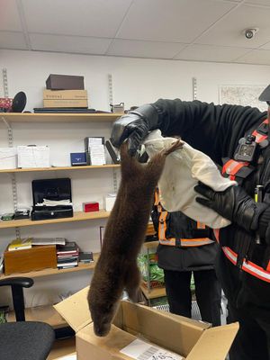 Street rangers caught the otter and put him safely back in the river. Photo: Helen Ball