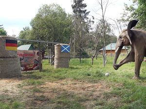 Supporting image for story: Bubi the elephant predicts Germany to win Euro 2024 opener against Scotland
