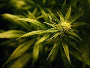 Supporting image for story: Strange weed: Police seize cannabis plant growing in Cleobury Mortimer park