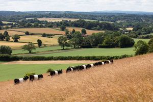 Belted Galloway Cattle at Wotton, Surrey. Farming contributes more than £813m to the economy of the South East and London and provides more than 45,500 jobs in these areas.