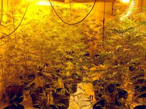 Supporting image for story: Guns and machetes found at Black Country cannabis farm