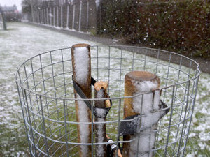 Supporting image for story: Councillor hits out at 'mindless' vandals who damaged trees in Halesowen park