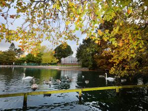 Supporting image for story: Bird flu confirmed in geese at Wolverhampton's West Park