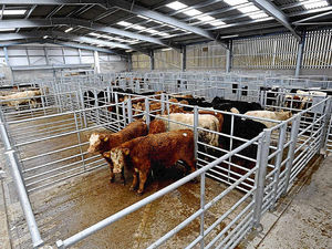 Supporting image for story: New-look Oswestry market is impressing farmers