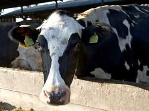 Supporting image for story: Dairy giant Arla warns prices set to remain high