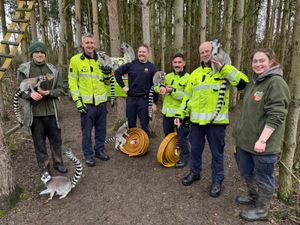 Supporting image for story: County zoo's lemurs enjoying retired fire hose donated by Shropshire Fire and Rescue Service