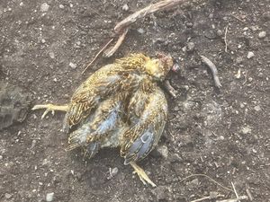 Supporting image for story: Mountain biker blamed after chick killed at protected beauty spot