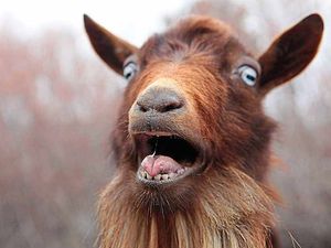 Supporting image for story: Peter Rhodes: Enough of the purple prose