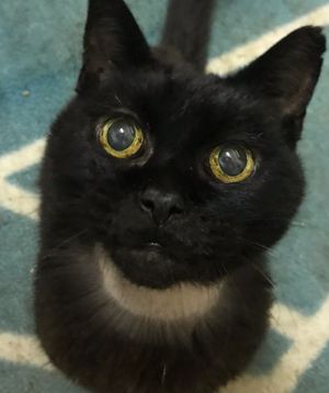 The cat was found in a box by rubbish bins in Kidderminister