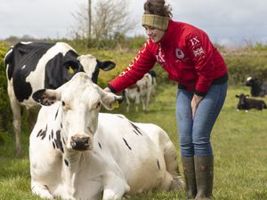 Supporting image for story: FARMING TALK: AHDB’s new knowledge exchange manager for dairy in the West Midlands 