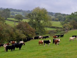 Supporting image for story: HSE warns walkers of the risks of cattle in the countryside 