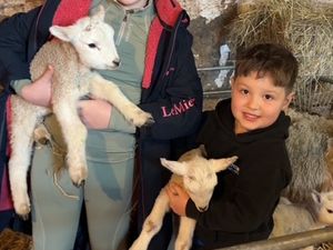 Supporting image for story: 'The odds are a million to one' See the adorable quintuplet lambs born on a north Shropshire farm