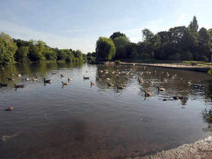 Supporting image for story: Illegal anglers hide out in trees at park