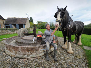 Supporting image for story: Future of Shropshire's Acton Scott historic working farm remains uncertain