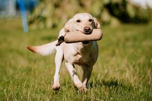 Midland Game Fair at Weston Park