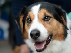 Supporting image for story: No spike in pet thefts in Shropshire, police say