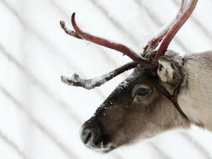 Supporting image for story: Tui cancels Lapland holidays over fears ‘magic’ would be lost due to Covid-19