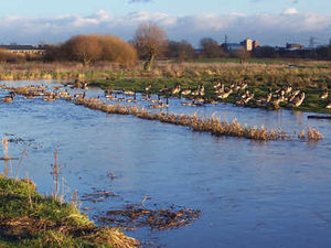 Supporting image for story: Water levels being raised to help birds