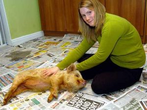 Supporting image for story: Police to get advice on Rottweilers' fate