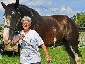 Supporting image for story: Horse uses another life in latest drama