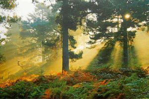 Picturesque beauty spot Cannock Chase